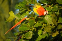 Ara arakanga - Ara macao - Scarlet Macaw 5675